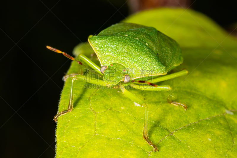 Green Shield Bug,叶子,伪装