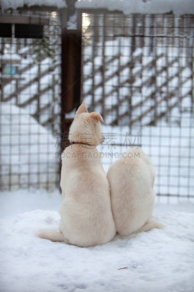 雪橇犬