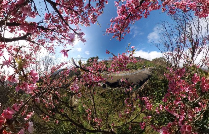 梅花,美,艺术,水平画幅,樱花,无人,绘画插图,植物,自然