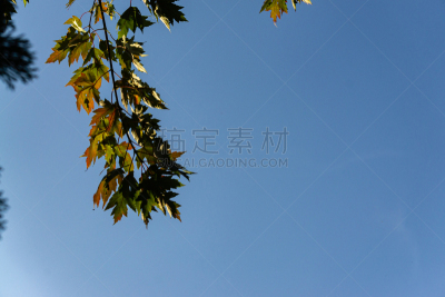 枫树,枝,绿色,叶子,自然,天空,选择对焦,式样,蓝色