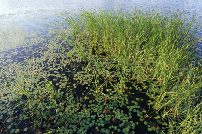 浮萍,水,自然,季节,清新,环境,图像,水道,草,池塘