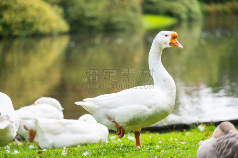 鸟类,动物腿,野外动物,可爱的,野生动物,翅膀,池塘,动物,丘陵鹅,春天