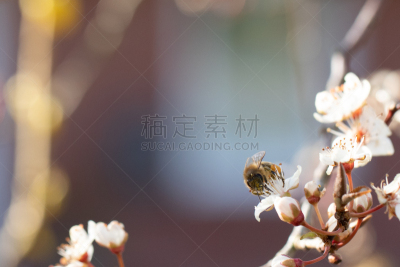 蜜蜂,花朵,李树