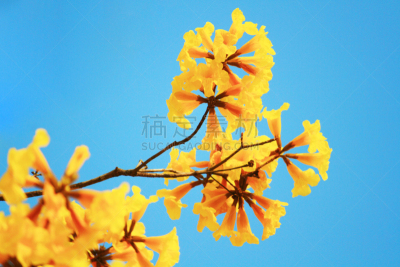 天空,黄金,花朵,蓝色,清新,热带气候,泰国,枝繁叶茂,春天,植物