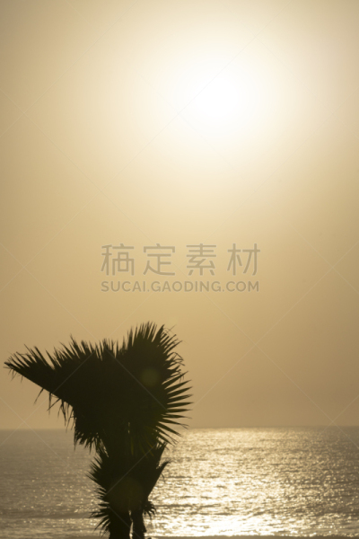 棕榈树