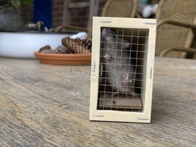 捕鼠器,新生活