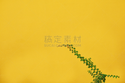 绿色,叶子,自然,有蔓植物,园林,柏林墙,上升