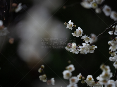 梅花,自然界的状态,背景分离,樱桃,梅子,春天,李树,植物,杏,枇杷