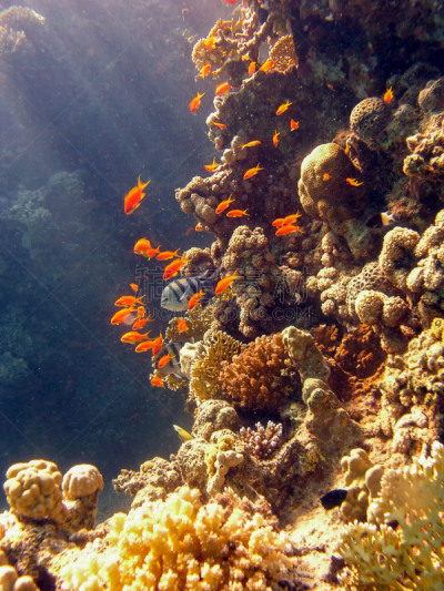 红海,安提亚鱼 ,lyretail anthias,金色,深的,运动,海洋生命,多样,野生动物,环境