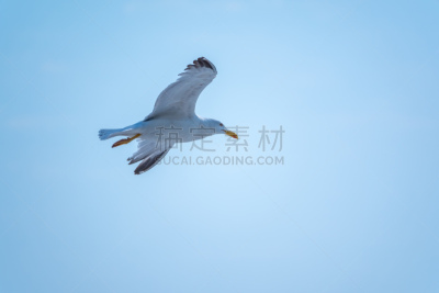 天空,蓝色,海洋,海鸥,纯洁