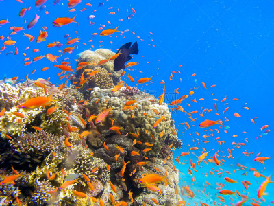 红海,安提亚鱼 ,lyretail anthias,金色,深的,运动,海洋生命,多样,野生动物,环境