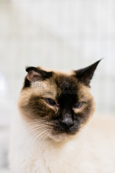 小猫,猫,可爱的