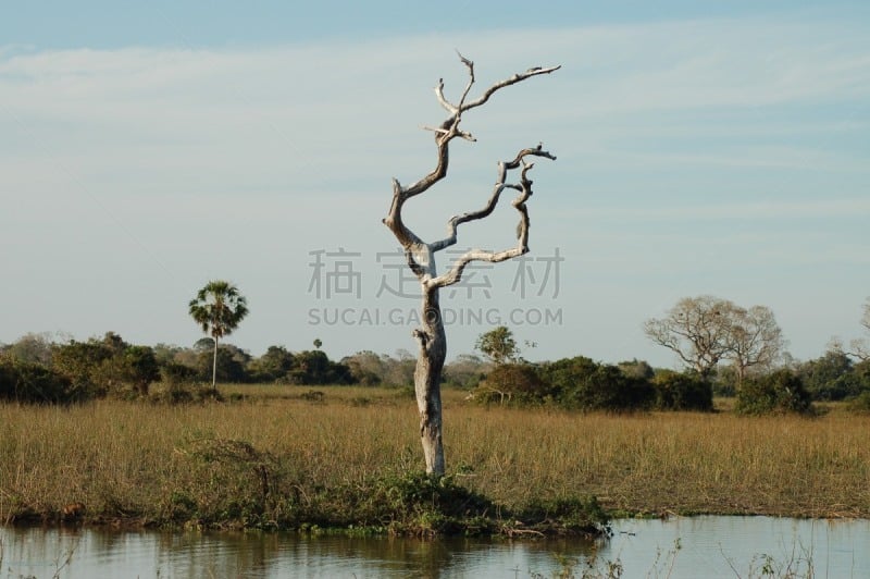 地形,巴西,潘塔纳尔湿地,风景,马瑙斯,无人机,亚马孙洲,河流,水灾