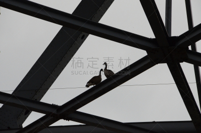 爱的,浪漫,环境,环境保护,加拿大,动物,鸟类,婚姻咨询,丘陵鹅,户外