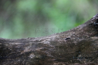 蚂蚁,蚁酸,木制,干的,黑色,圆木,古老的