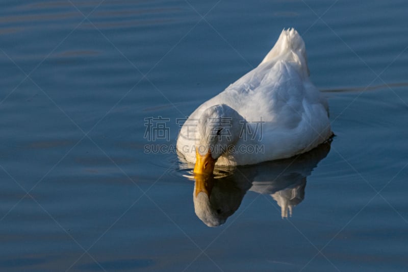 曙暮光,湖,北京鸭,宁静,白色,农业,食品,野生动物,黄昏,天鹅