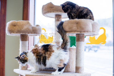 小猫,猫,可爱的