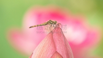 荷花,自然美,爱