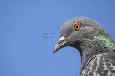灰色,动物眼睛,鸽子,特写,橙色,伊斯坦布尔,自由,野生动物,肖像,公园