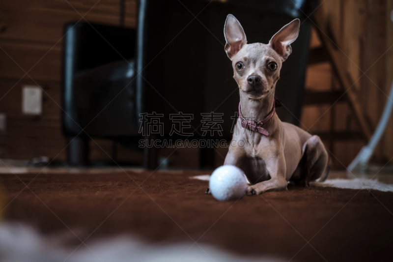 狗,高尔夫球,席子,粉色,Toy Terrier,秘密行动,修改系列,心理游戏,写实,休息