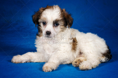 小狗,中国冠毛犬,蓝色背景,可爱的,纯种犬,狗,动物,理毛行为,犬科的,影棚拍摄