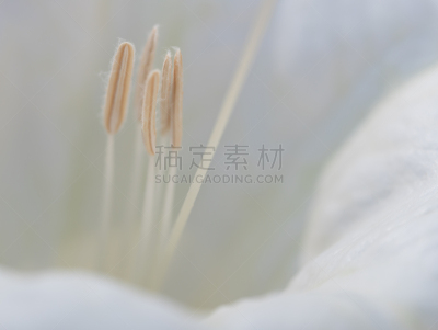 angel's 喇叭,雄蕊,特写,清新,美国曼陀罗花,沙漠,植物,夏天,户外,有毒生物体