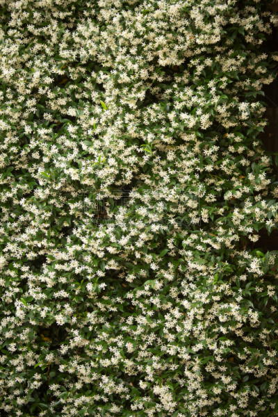 茉莉,植物,花