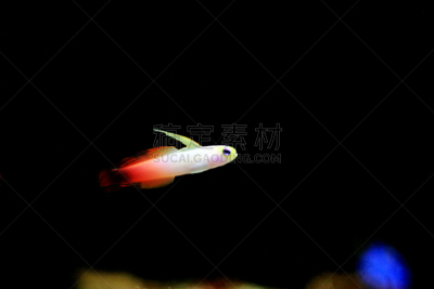 红色,虾虎鱼,龙角,火