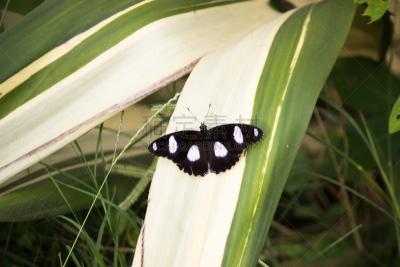 蝴蝶,可爱的,王冠,清新,彩色背景,热带气候,野生动物,Butterfly Garden,鳞翅类,蝴蝶花