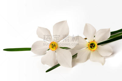白色,水仙花,花