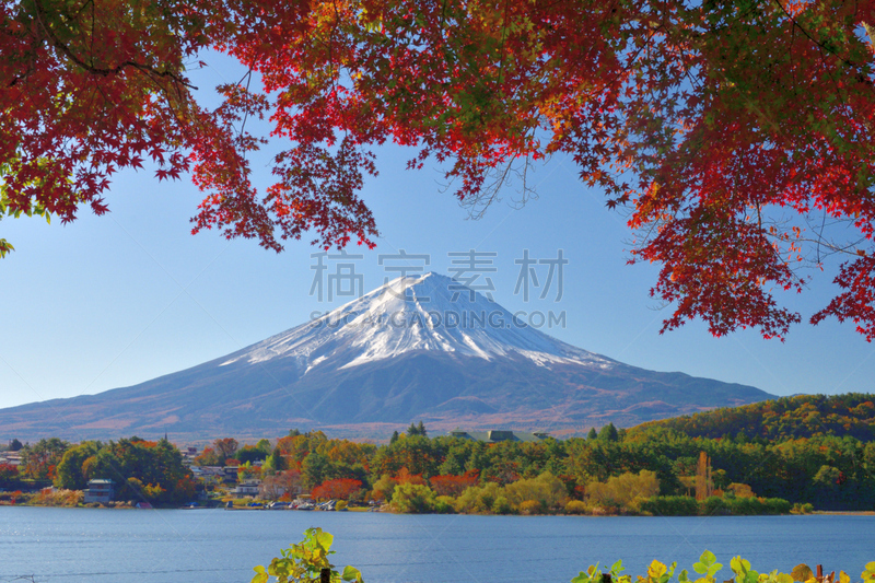 富士山,日本,河口湖,看风景,秋叶色,雪山,世界遗产,植物,枫树,户外