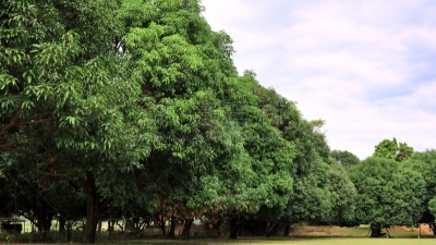 芒果,后院,树