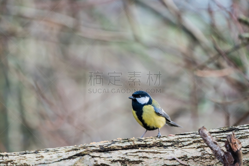 山雀,煤,平衡折角灯