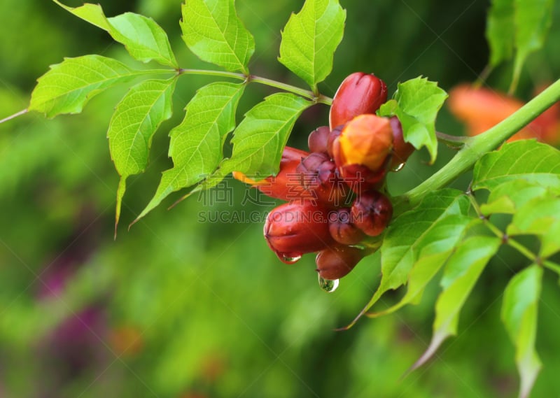 花蕾,雨滴,花