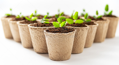秧苗,纤维,植物群,锅,绿色,可生物降解材料,花盆,环境保护,草皮,植物