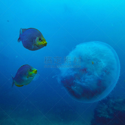 动物,水下,生物学,海洋生命,塑胶,热带气候,野生动物,环境,环境保护