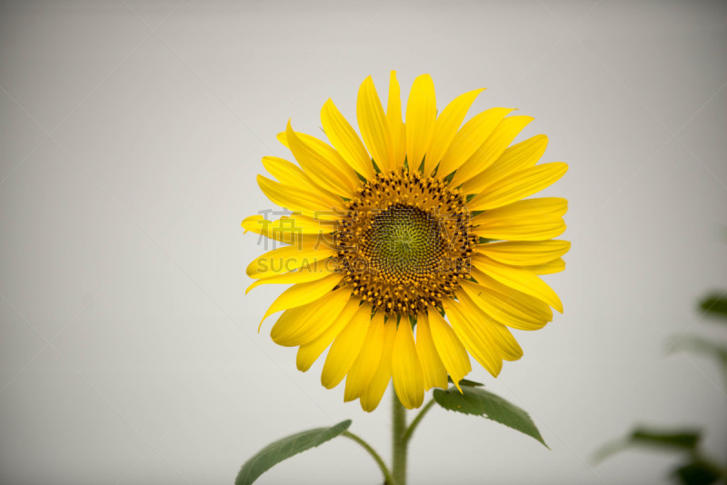 田地,向日葵,夏天,特写,花