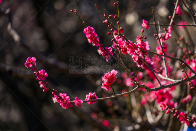 李子,图像,无忧无虑,珊瑚色,公园,色彩鲜艳,梅子,春天,李树,植物