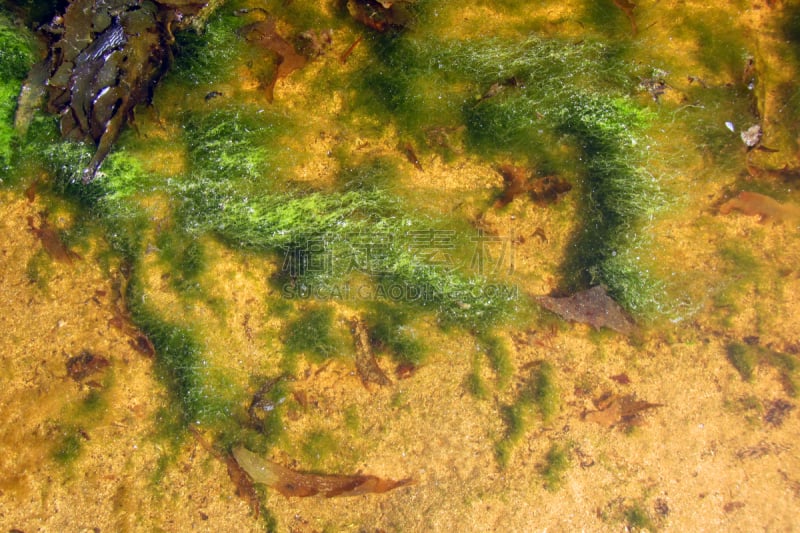 藻类,生物学,赤潮,海洋生命,环境,池塘,海岸线,植物,岩石,澳大利亚