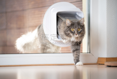 窗户,猫洞