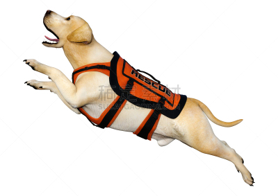 拉布拉多犬,绘画插图,白色,三维图形,搜救犬