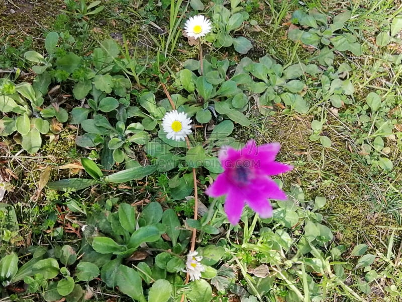 雏菊,自然美,夏天