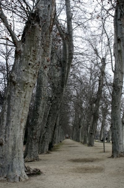 阿兰胡埃思,西班牙,公园,小路,身份