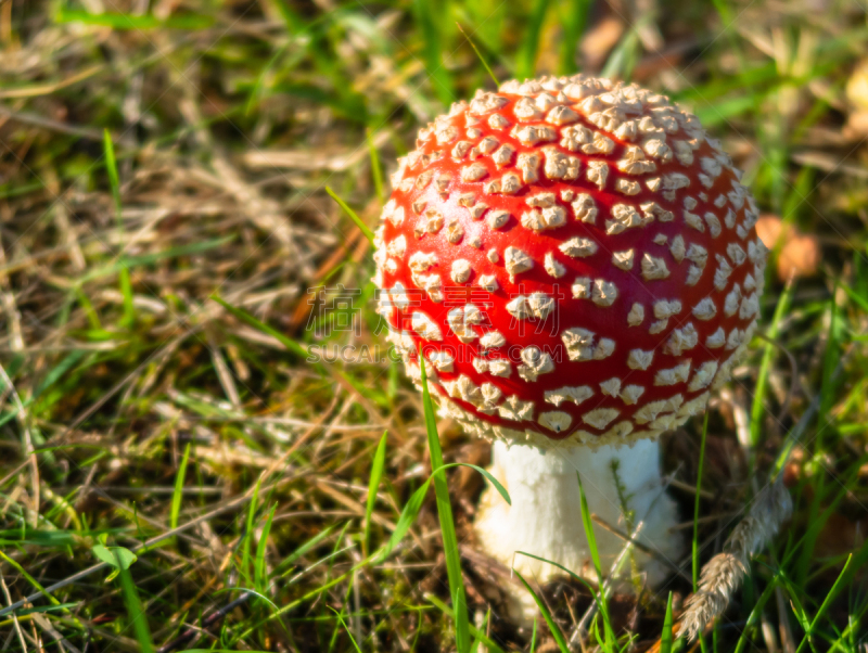 A colorful small fly agaric mushroom - red with white spots - found in a park in the city of Jönköping, Sweden, in October