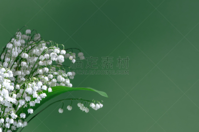 绿色背景,花束,铃兰
