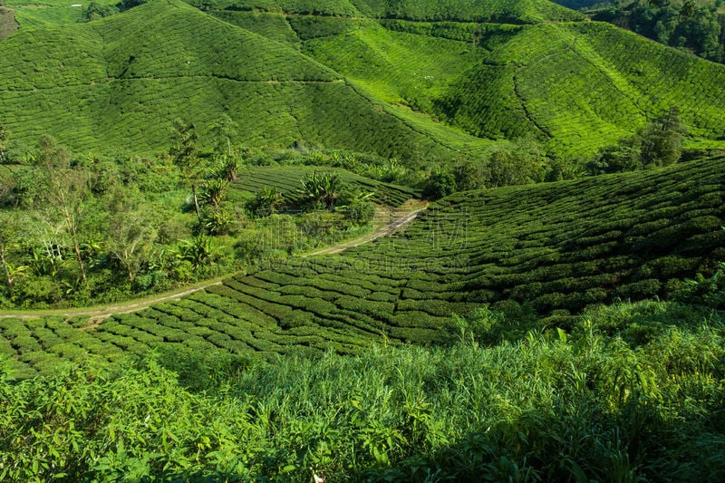 自然美,茶树,卡梅伦蒙大纳,苏格兰高地