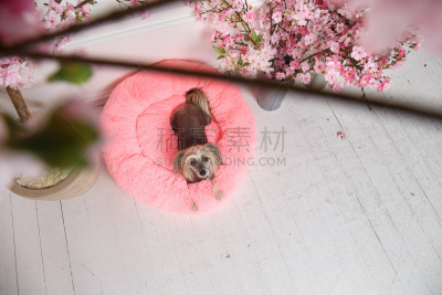 柔和,小的,床,好奇心,哈巴狗,休息