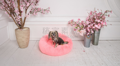 小的,纯种犬,舒服,可爱的,床