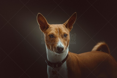 巴辛吉,狗,梗犬