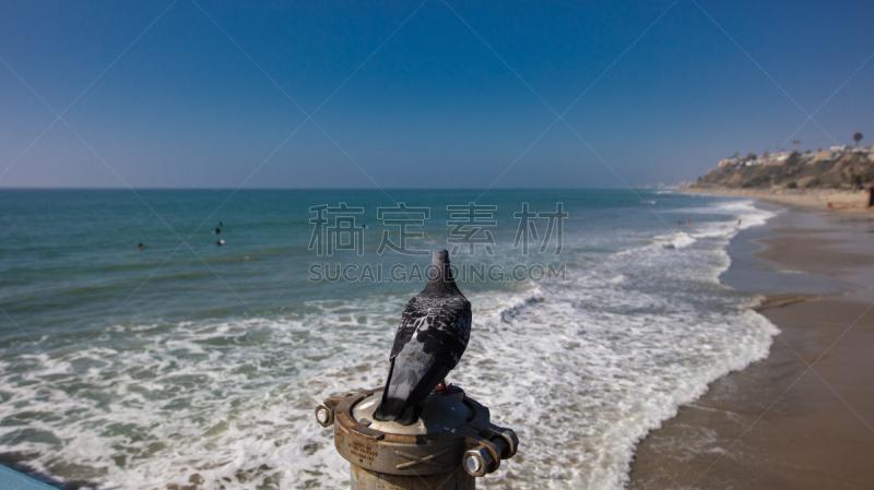 海岸线,鸽子,加利福尼亚,自然,风景,图像,海洋,美,太平洋,圣克莱蒙特